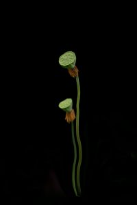 荷叶、荷花、莲蓬抠图黑白背景素材17款-FUN摄影资源站