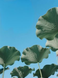 6月17日更新：荷叶素材15款-FUN摄影资源站