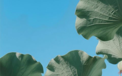 6月17日更新：荷叶素材15款
