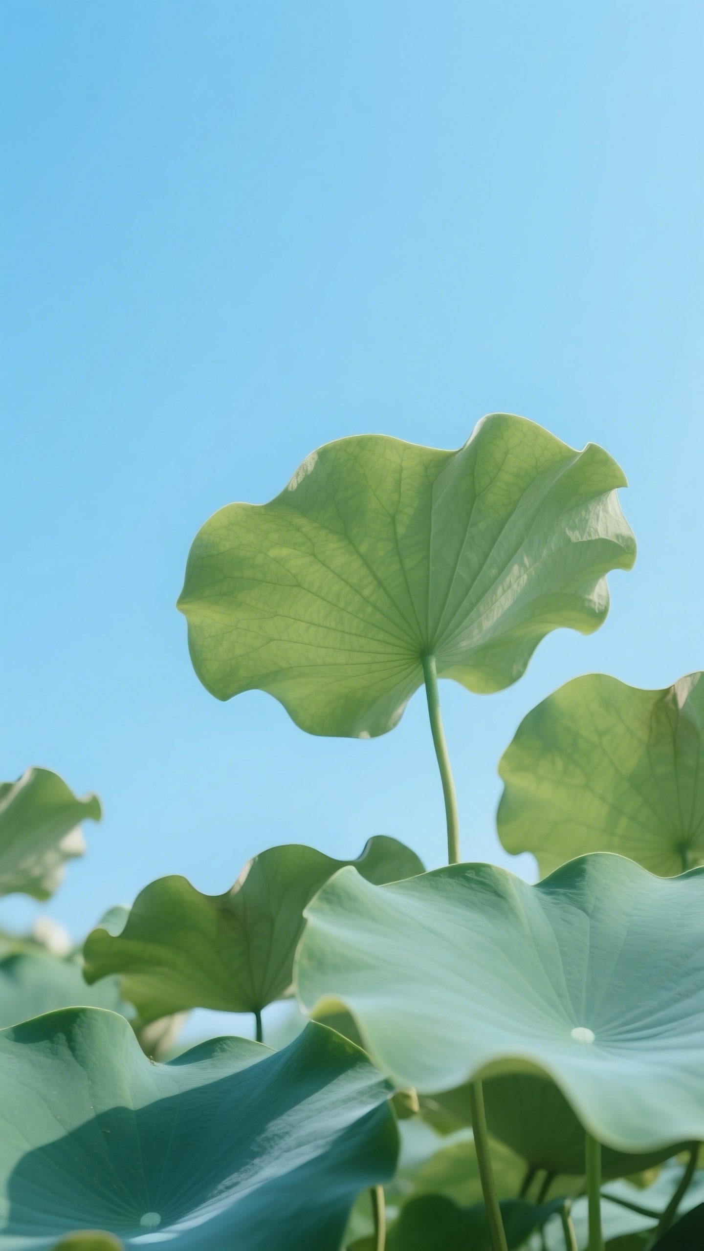 6月17日更新：荷叶素材15款