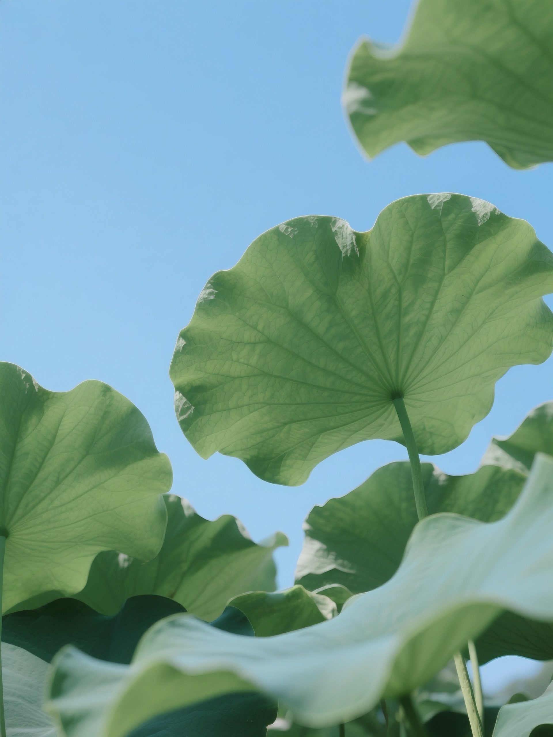 6月17日更新：荷叶素材15款