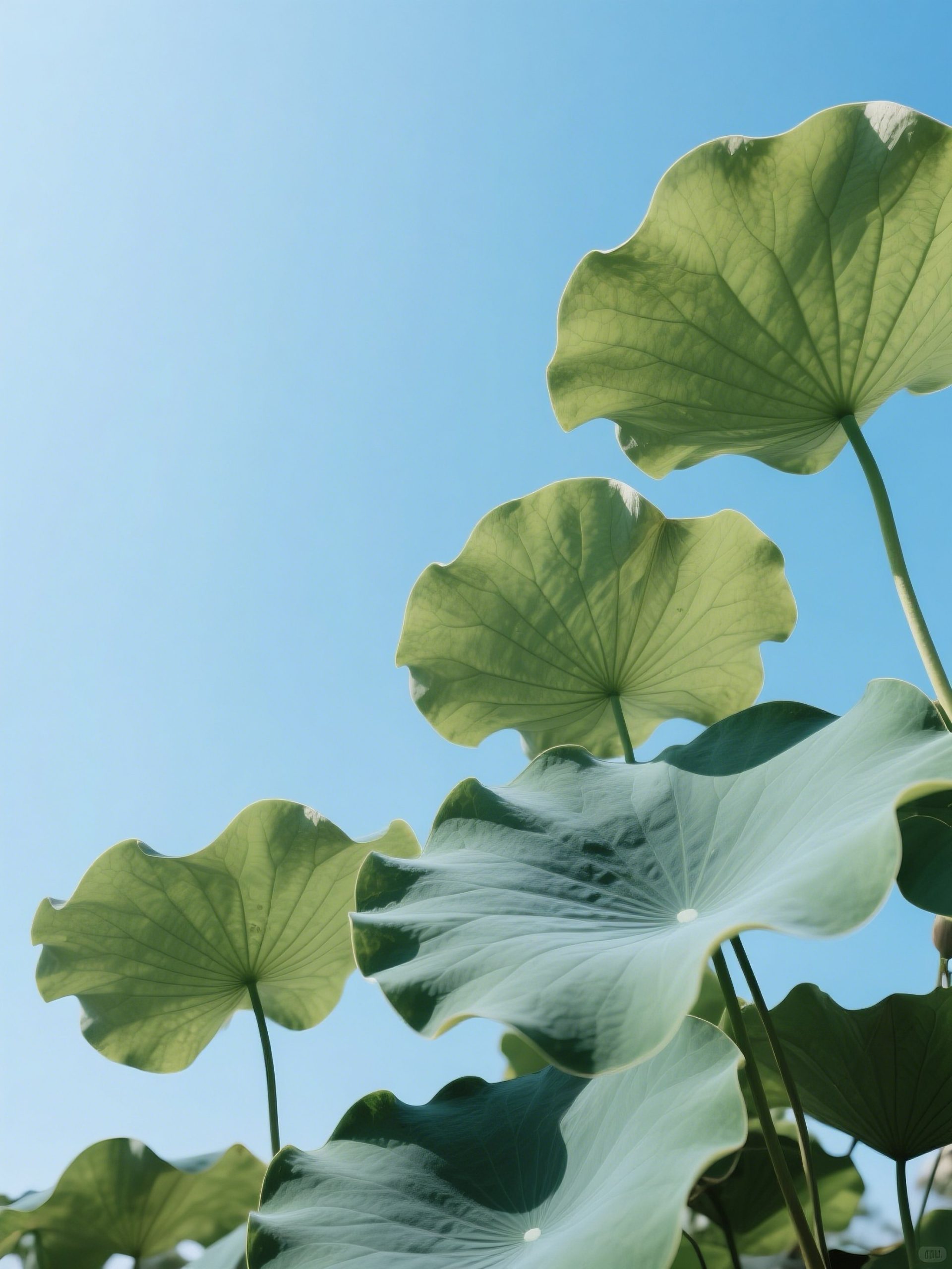 6月17日更新：荷叶素材15款
