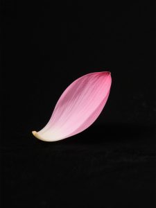 6月17日更新：纯黑背景荷花花瓣13款-FUN摄影资源站