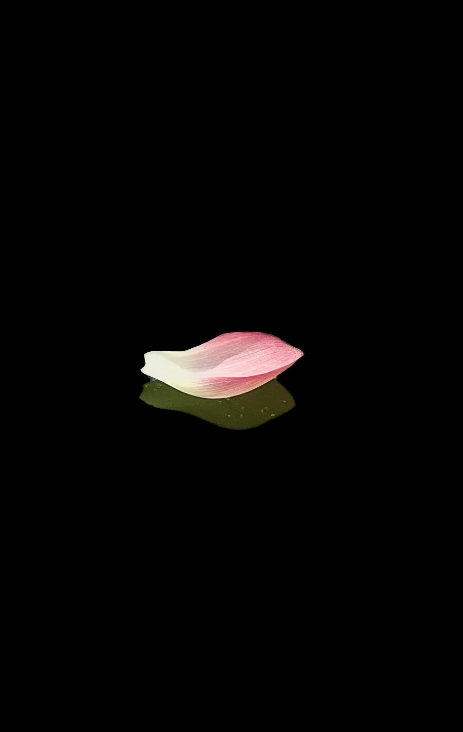 6月17日更新：纯黑背景荷花花瓣13款