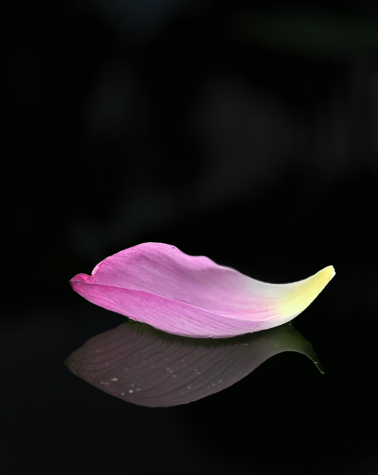 6月17日更新：纯黑背景荷花花瓣13款
