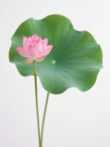 6月17日更新：荷叶荷花浅白色背景素材26款-FUN摄影资源站