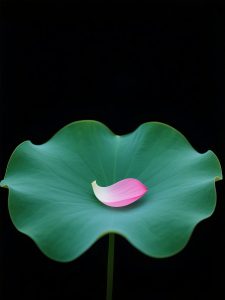 6月17日更新：暗调背景荷叶花瓣素材16款-FUN摄影资源站