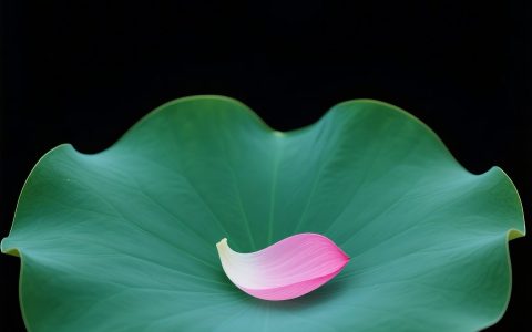 6月17日更新：暗调背景荷叶花瓣素材16款