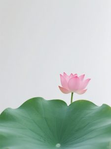 6月17日更新：荷叶素材补充8款-FUN摄影资源站