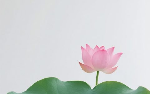 6月17日更新：荷叶素材补充8款