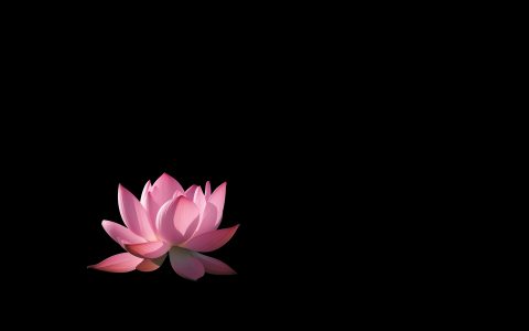 6月19日更新：抠图黑背景荷花两枚