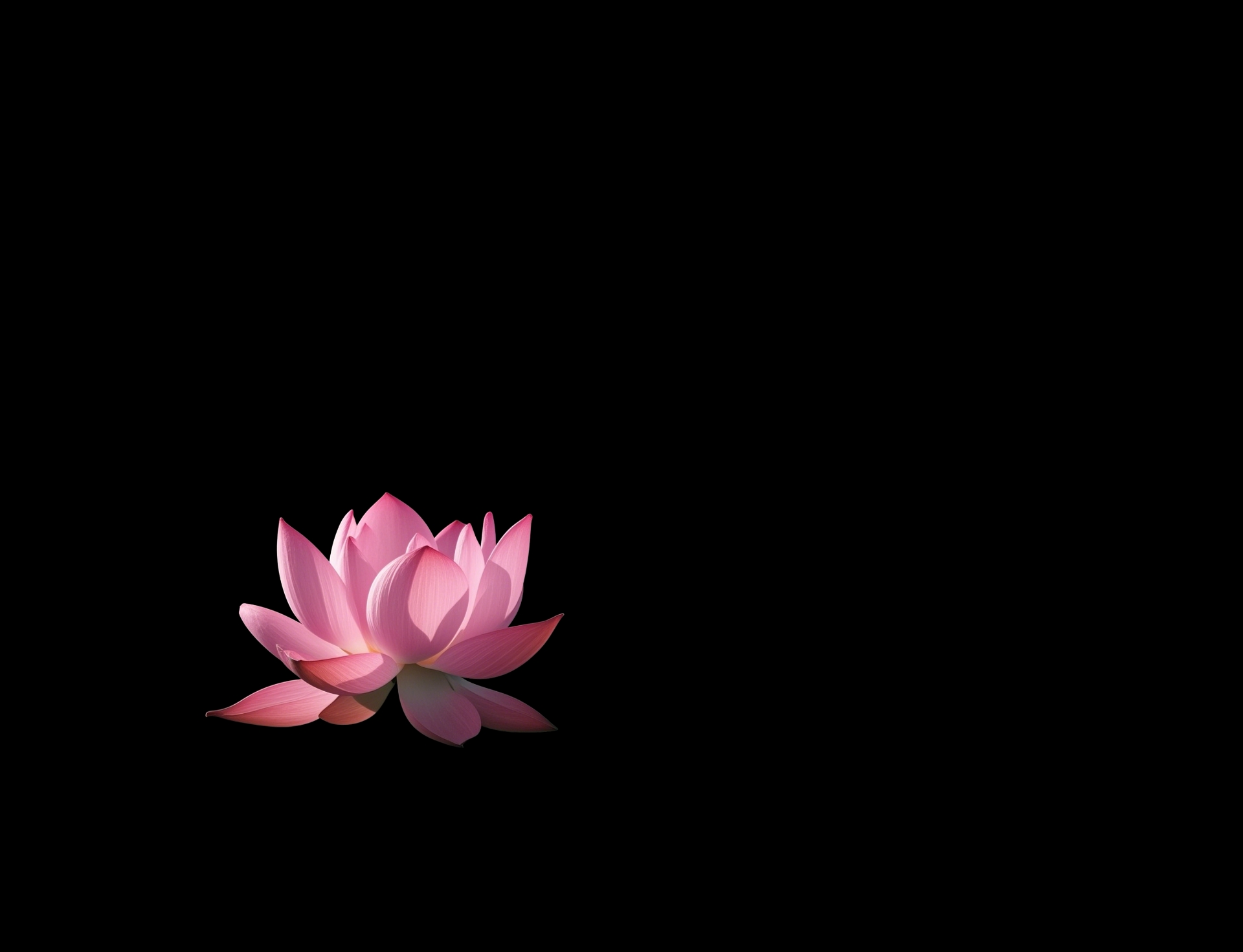 6月19日更新：抠图黑背景荷花两枚