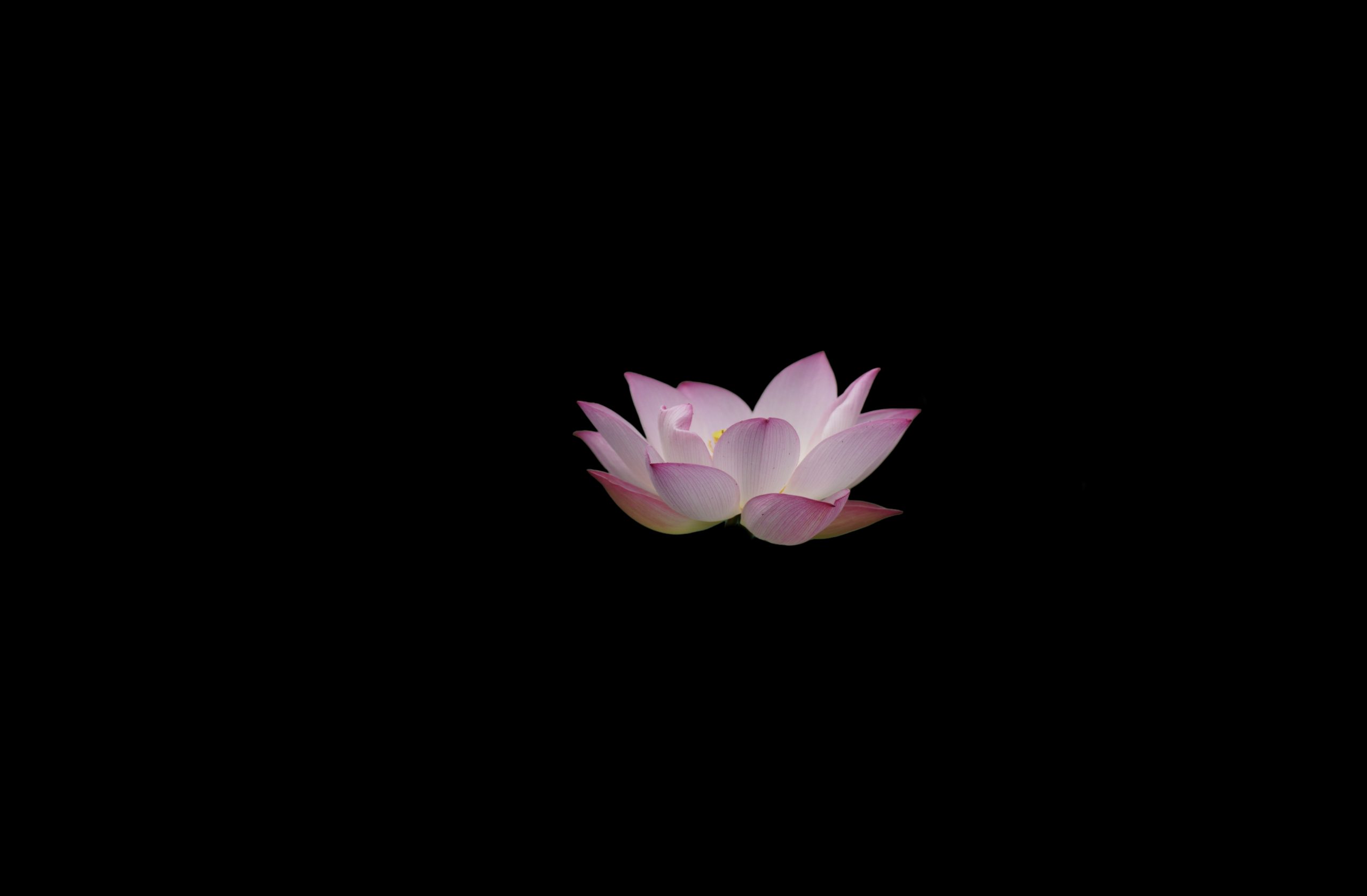 6月19日更新：抠图黑背景荷花两枚