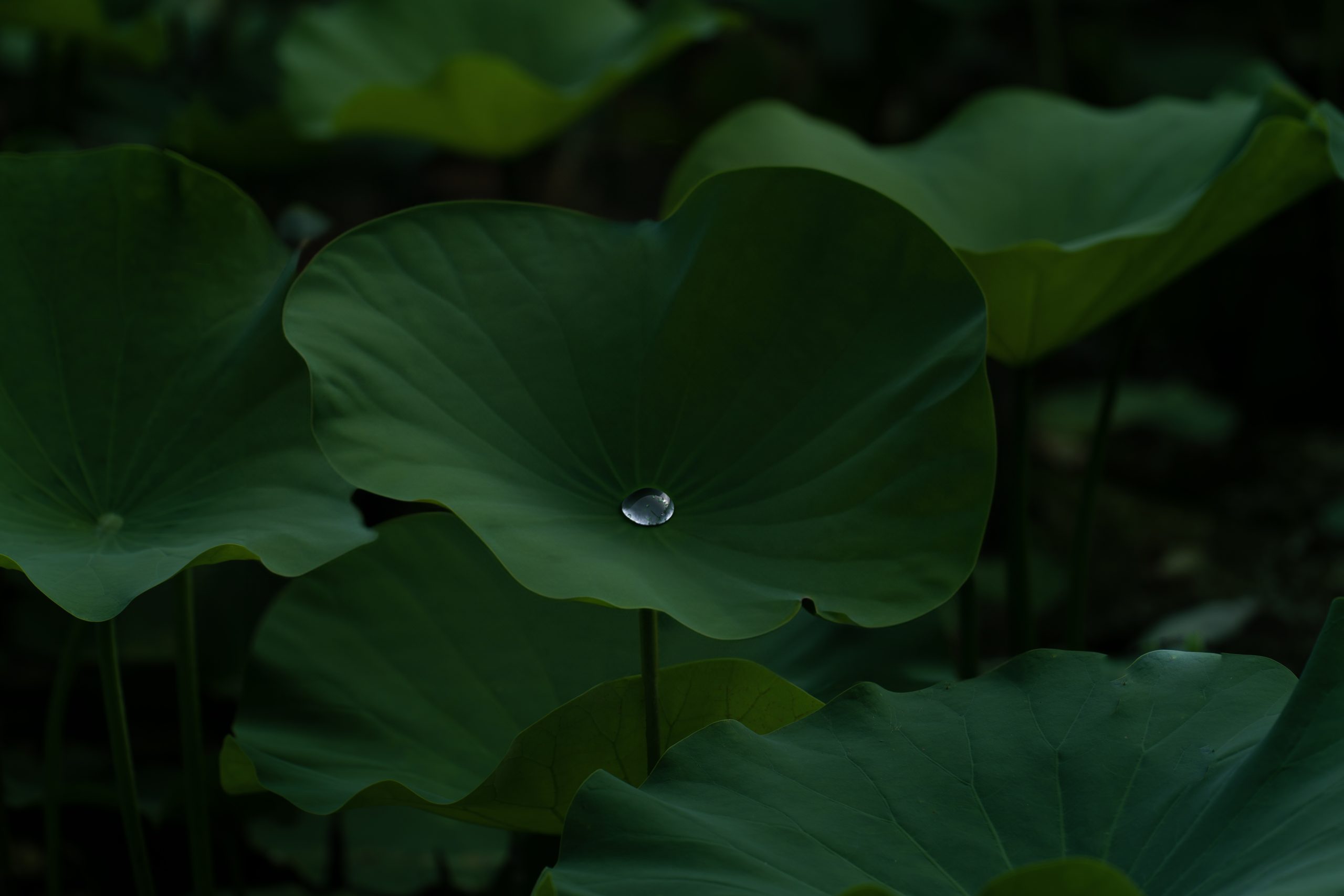 6月25日更新：荷花练习素材15张