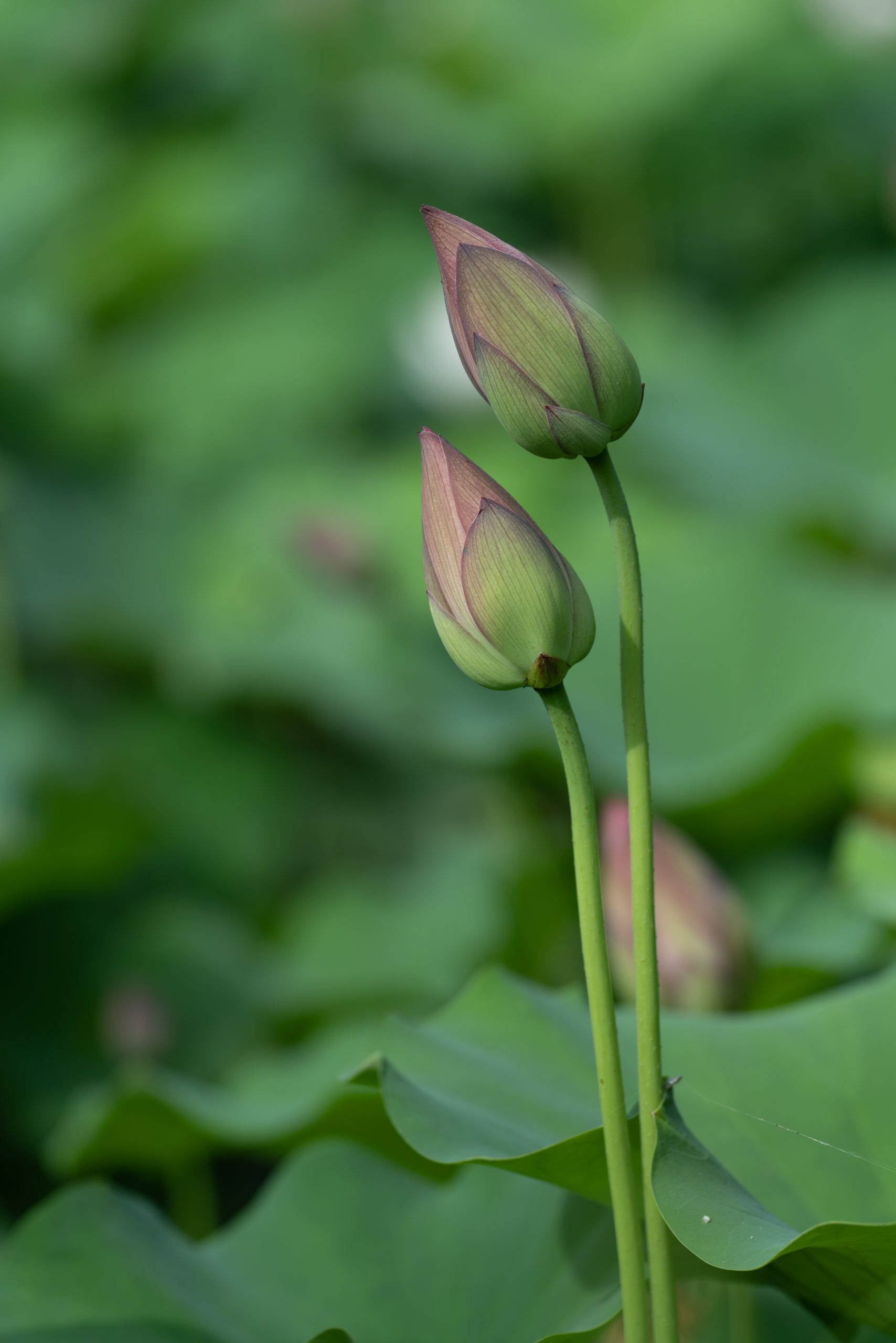 6月25日更新：荷花练习素材15张