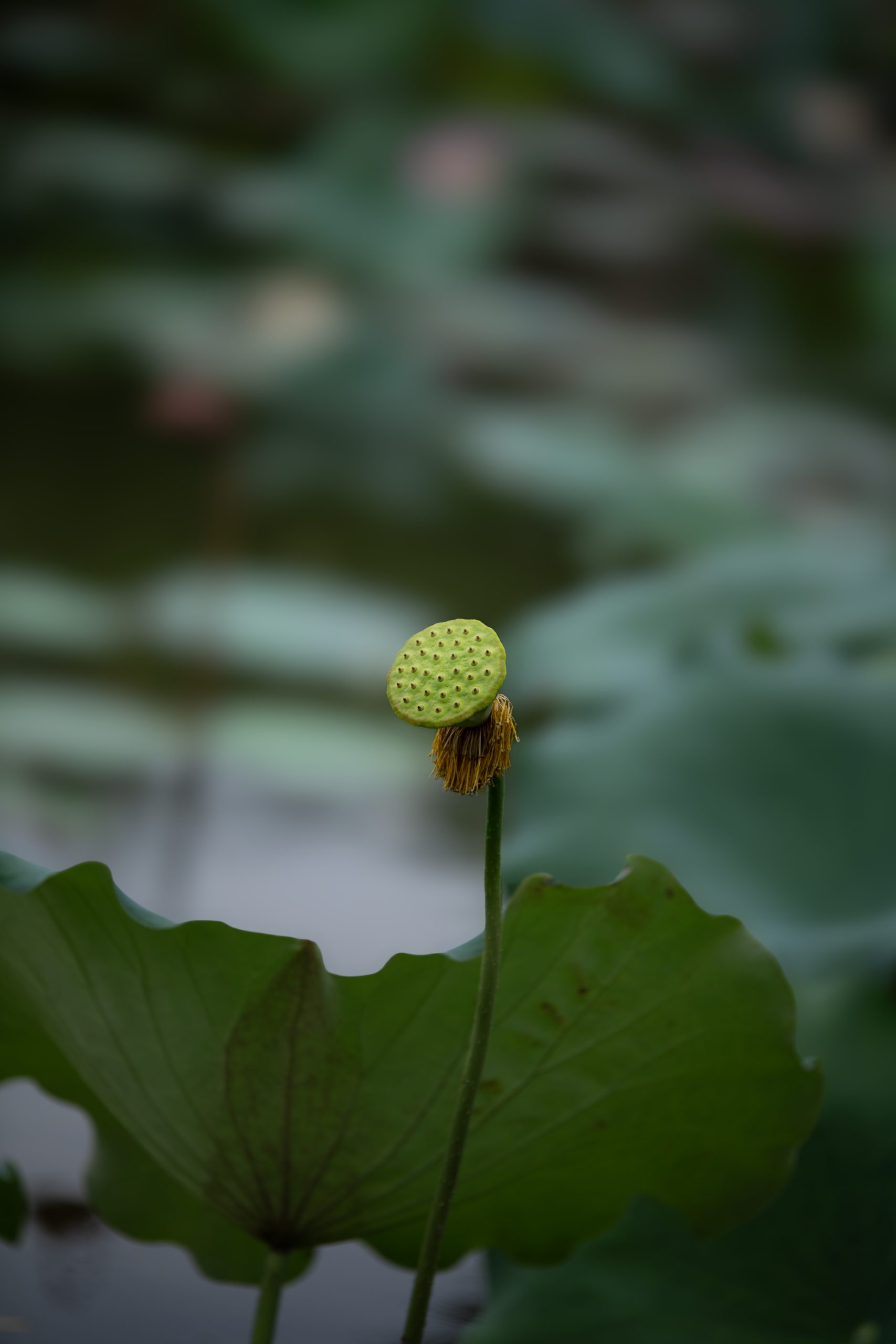 6月25日更新：荷花练习素材15张