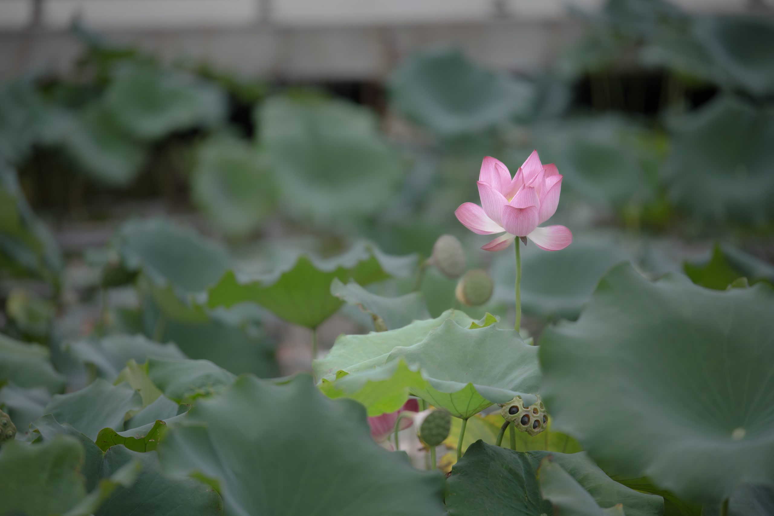 6月25日更新：荷花练习素材15张