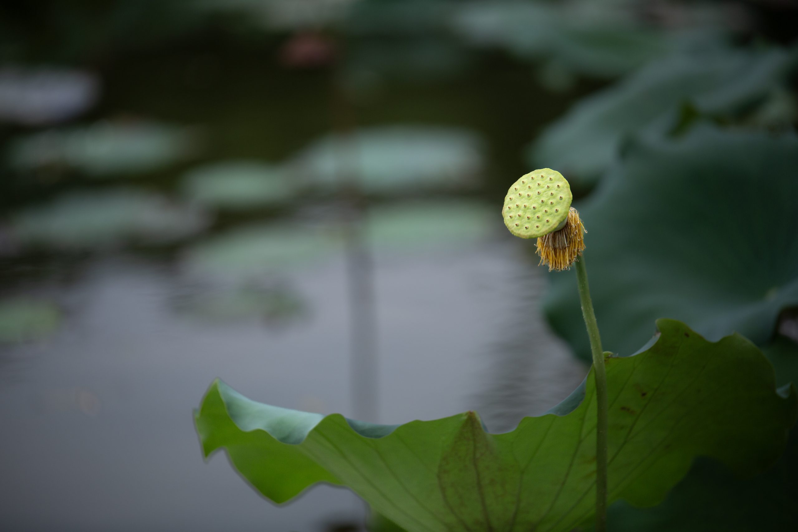 6月25日更新：荷花练习素材15张