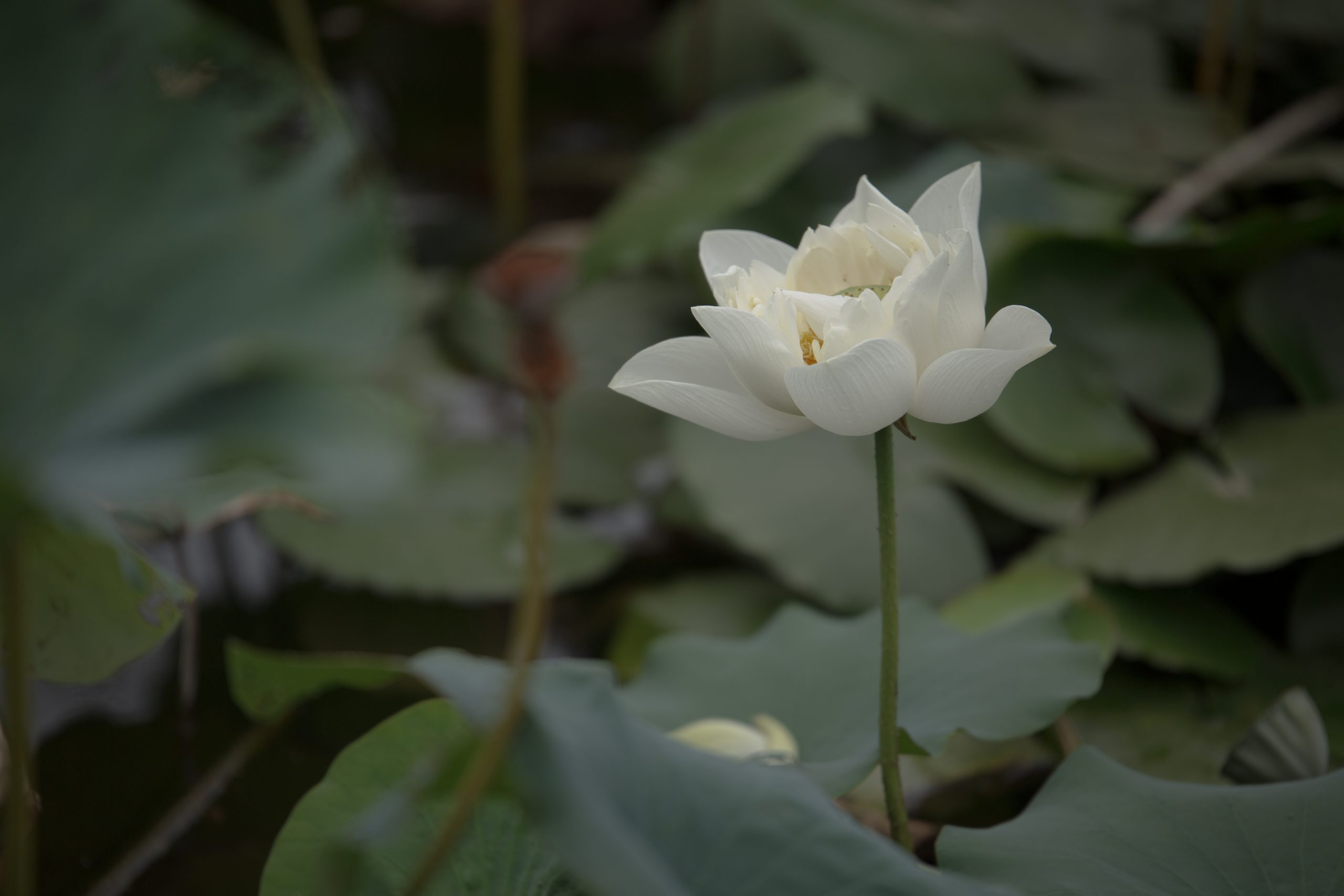 6月25日更新：荷花练习素材15张
