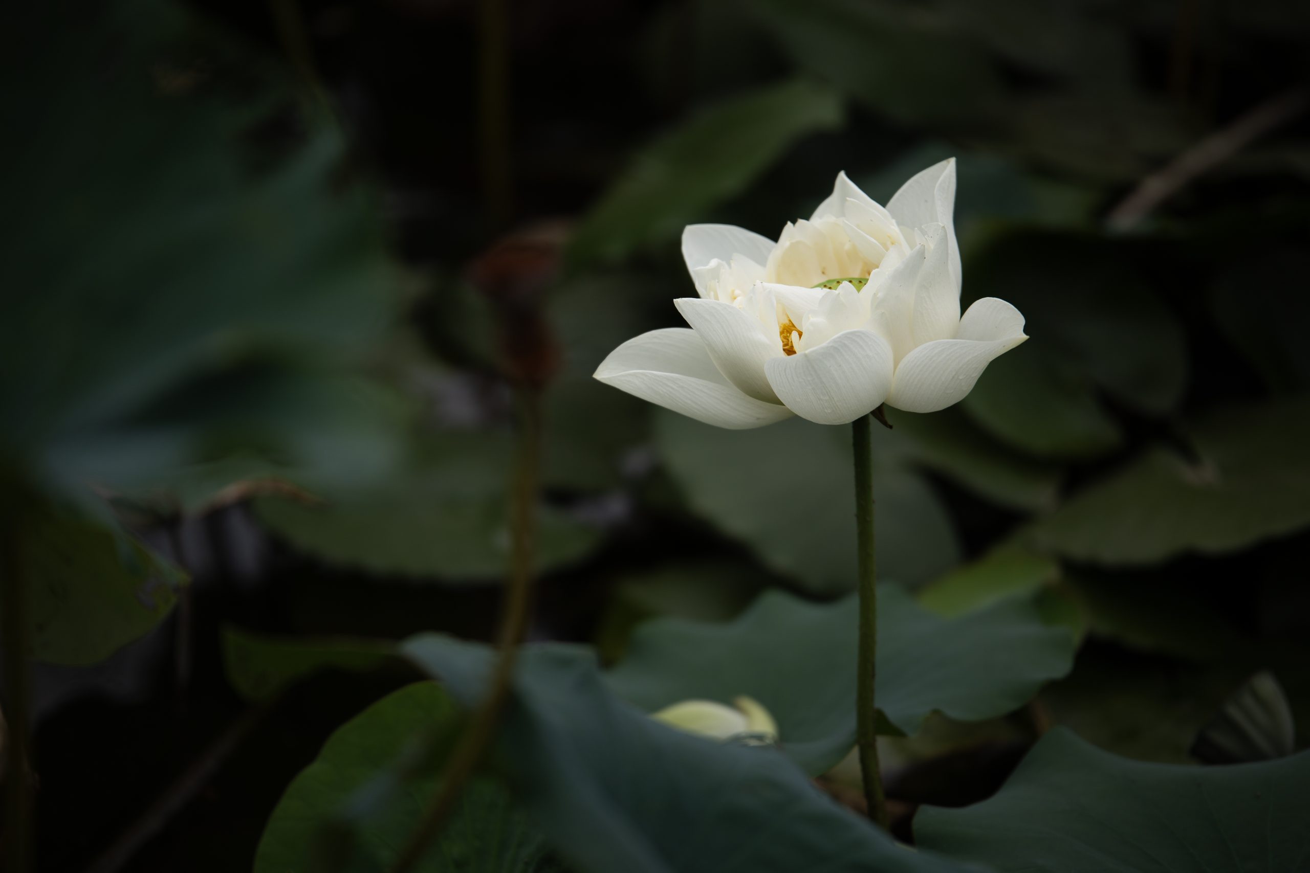 6月25日更新：荷花练习素材15张