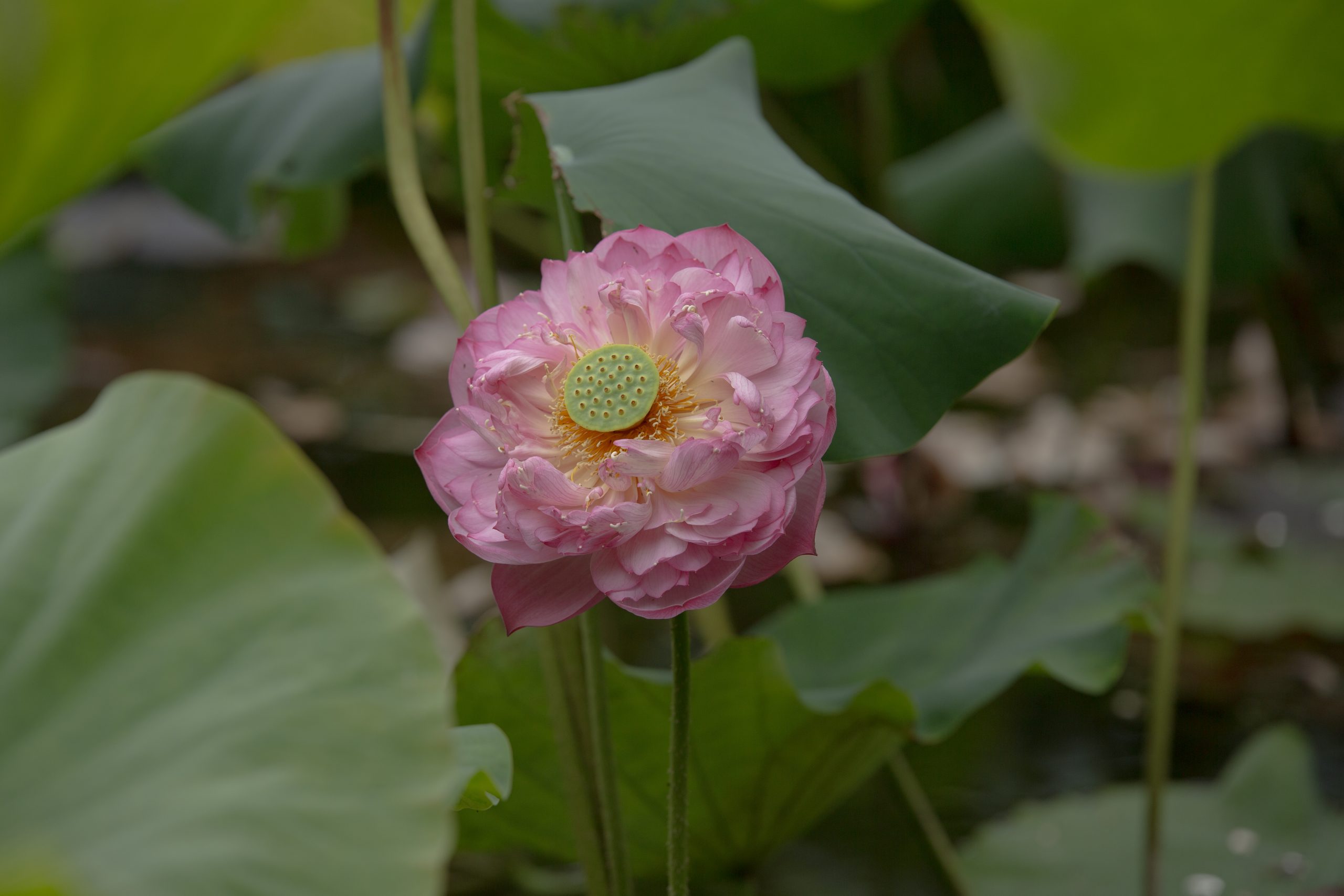 6月25日更新：荷花练习素材15张