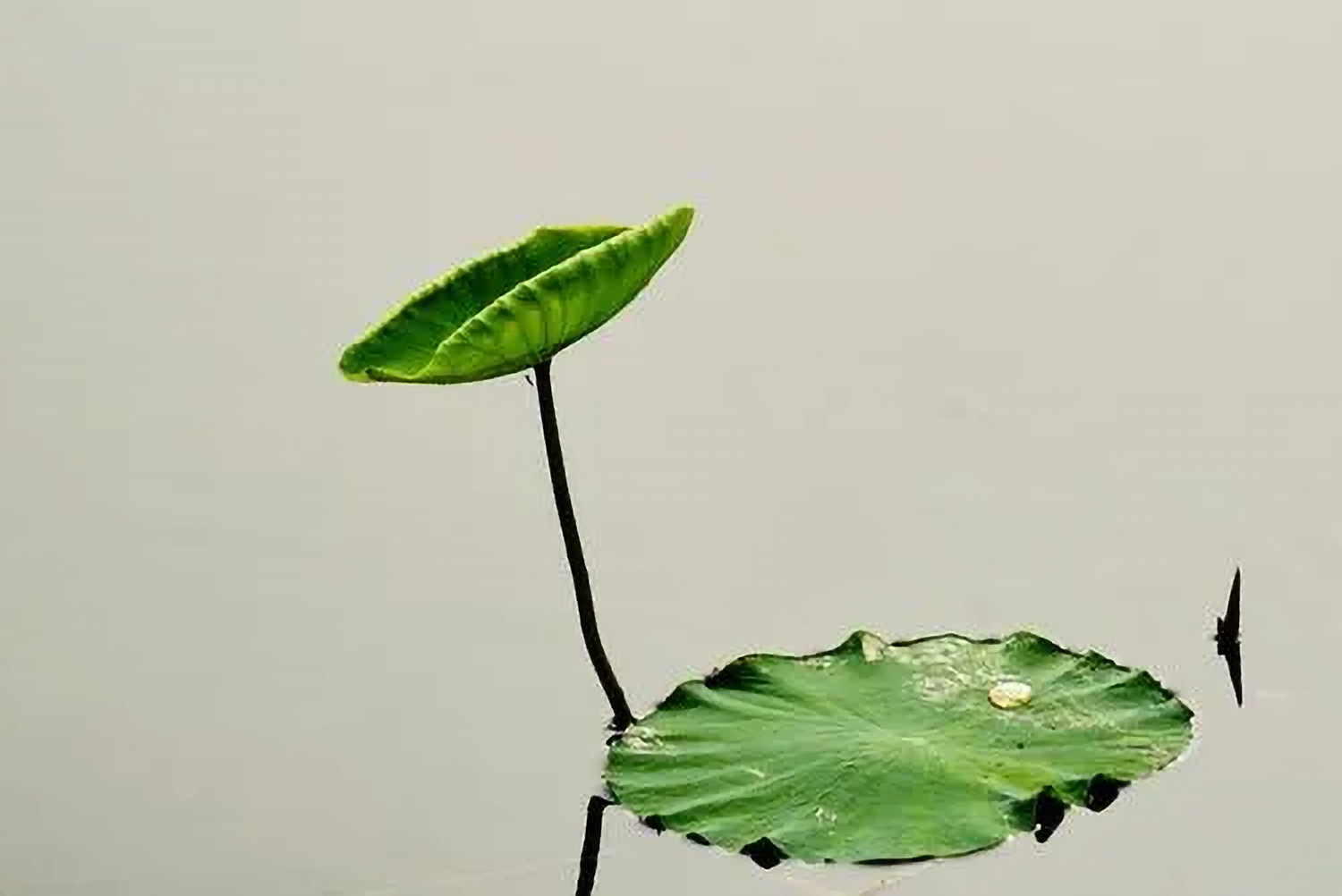6月25日更新：荷花练习素材15张
