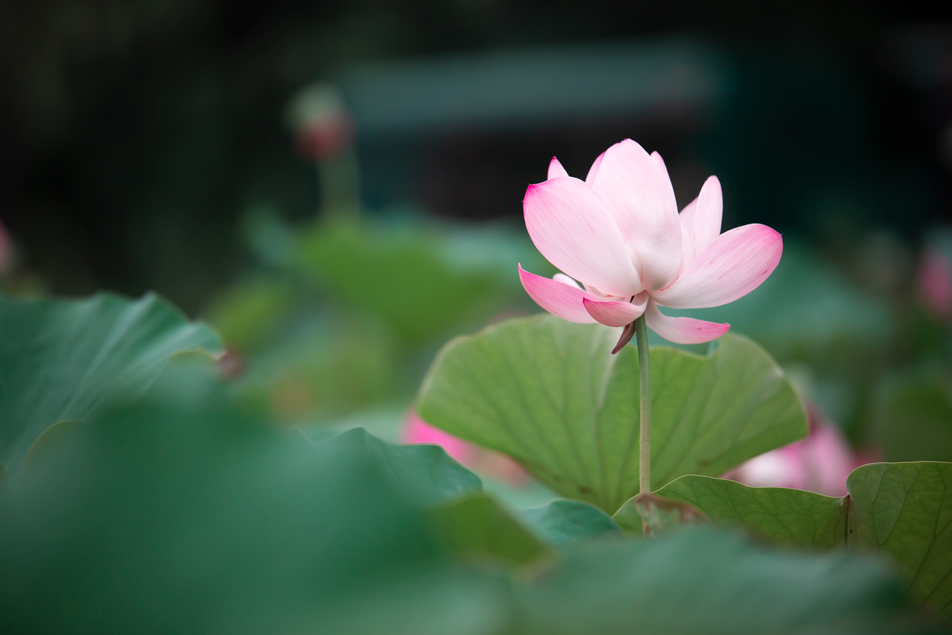 6月25日更新：荷花练习素材15张