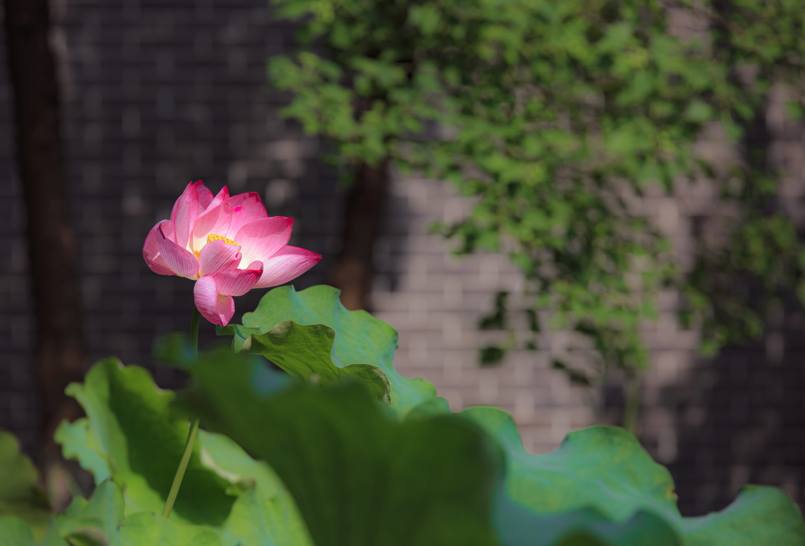 6月25日更新：荷花练习素材15张