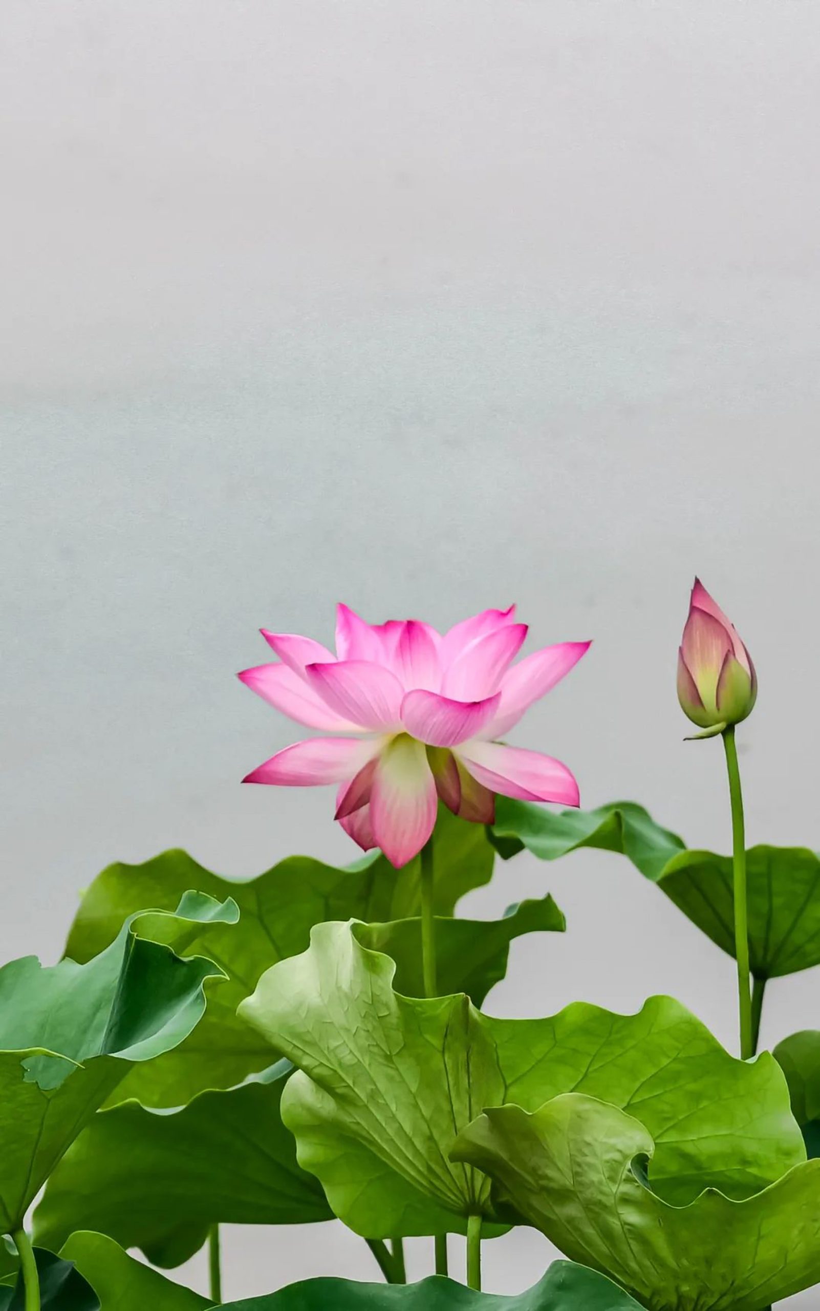 6月25日更新：荷花练习素材15张