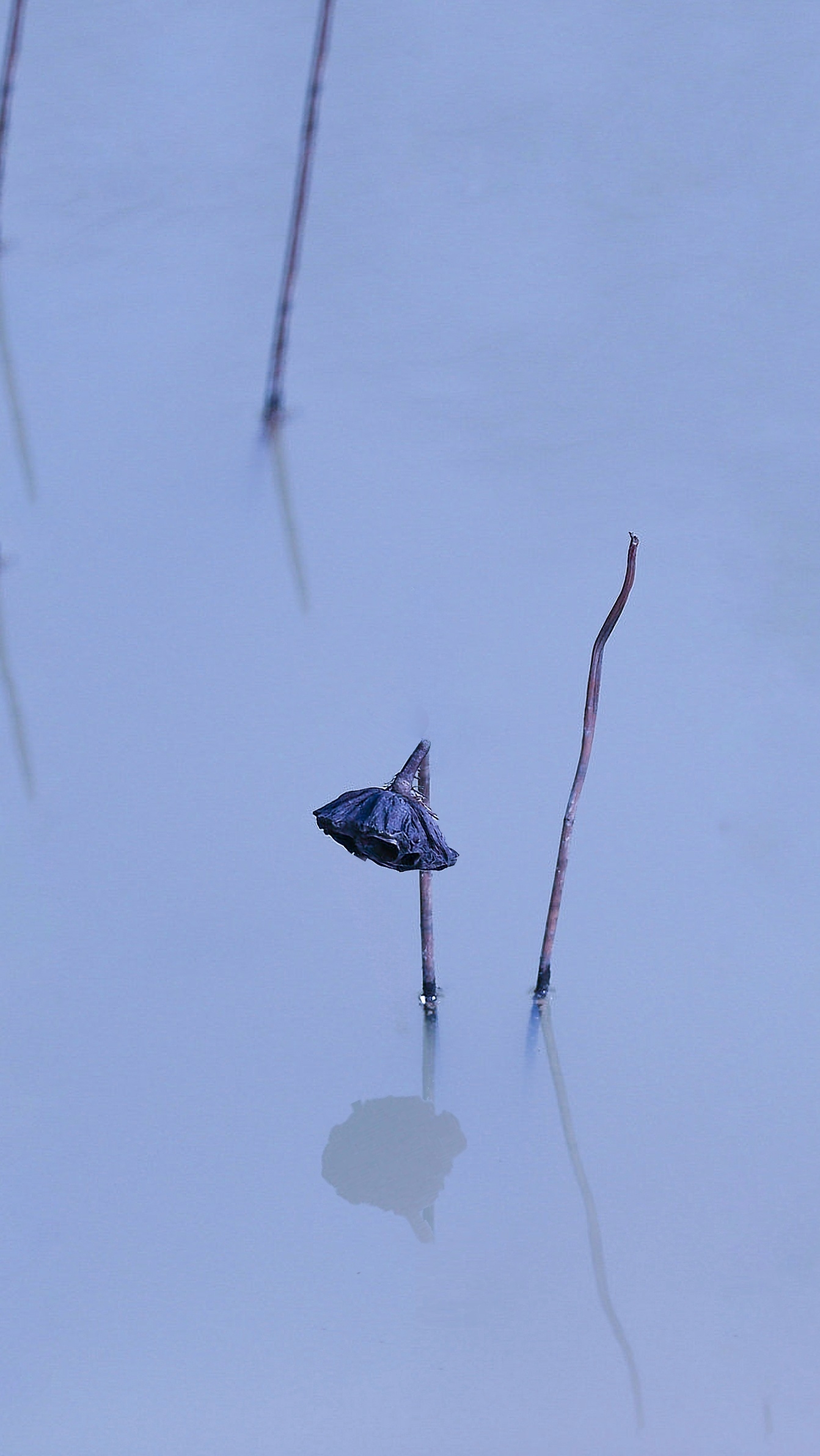 6月25日更新：荷花练习素材15张